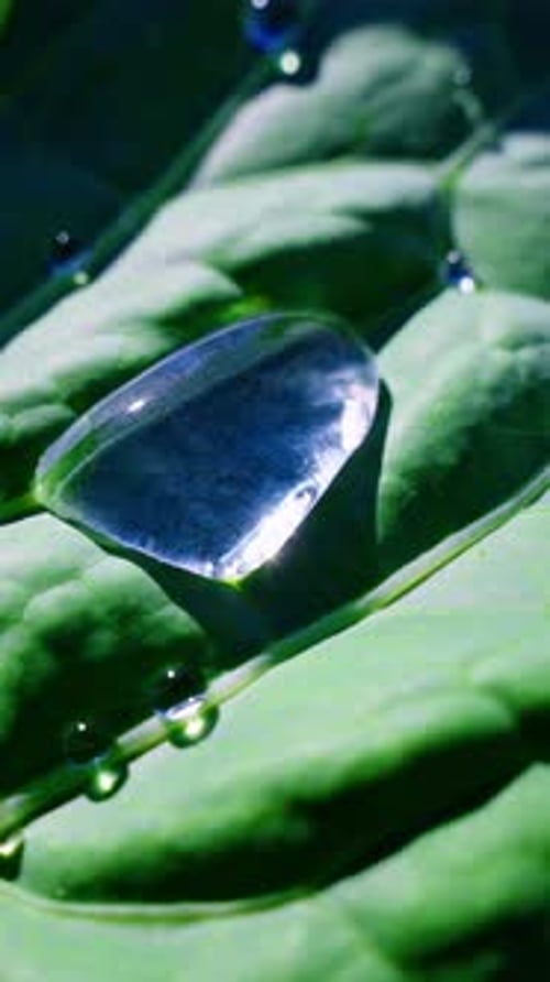 Wassertropfen ruht auf grünem Blatt und spiegelt natürliche Landschaftsdetails wider