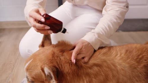 Woman Drips Drops to Dog on Withers Protection From Parasites Fleas and Ticks Spring Treatment Care