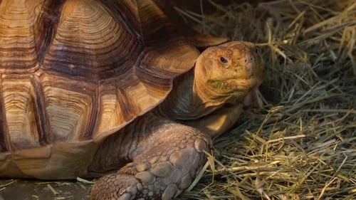 African Spurred Tortoise (Centrochelys sulcata) or the sulcata tortoise on the ground near the straw