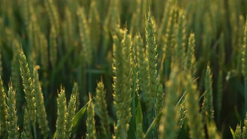 Grüne Ährchen aus ertragreichem Weizen, die am Sommerabend im Wind bleiben, Nahaufnahme der Getreideernte reift