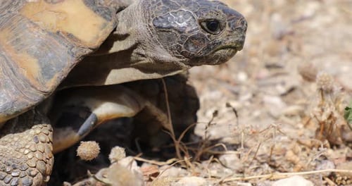 Wild tortoise with a damaged carapace, surviving in Greece's harsh stony terrain – close-up view
