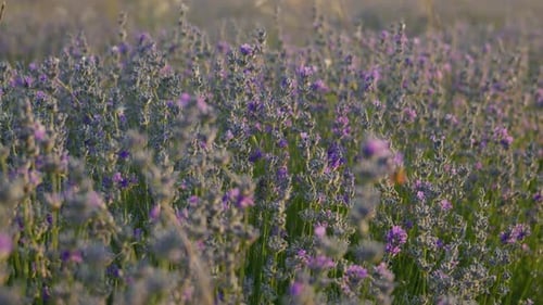 Panning shot of lavender flowers at sunset with bright warm sunlight