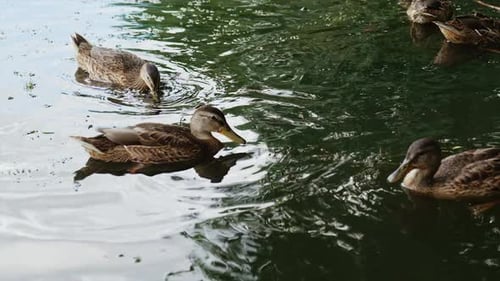 Few mallard birds floating on the water. Cute wild birds looking for food in the river. Close up.