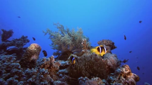 Underwater Clownfish Coral Reef