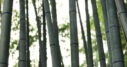 Summer, closeup and bamboo trees in the forest for nature, sustainability and tropical environment