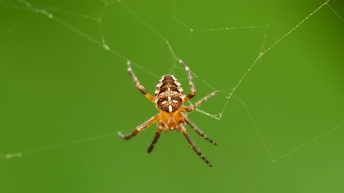 Spider Hanging in Web Close Up Macro Shot