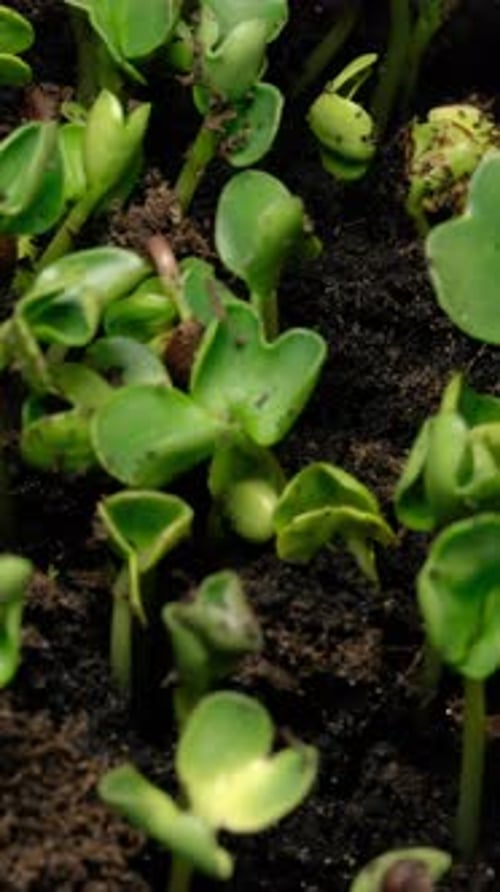 Timelapse of Seedlings Growing Rapidly in Soil