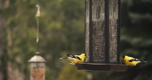 Chardonnerets d'Amérique jaune vif se nourrissant joyeusement dans une mangeoire à oiseaux de jardin