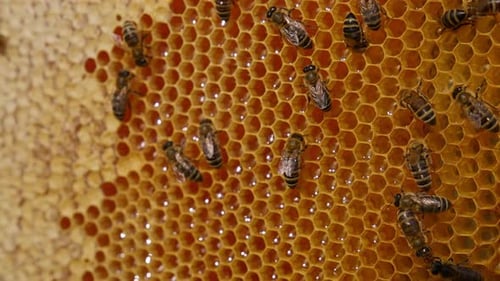 Stripy honey insects making honey filling the wax cells.