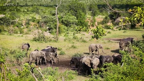African bush elephant in Kruger National park, South Africa