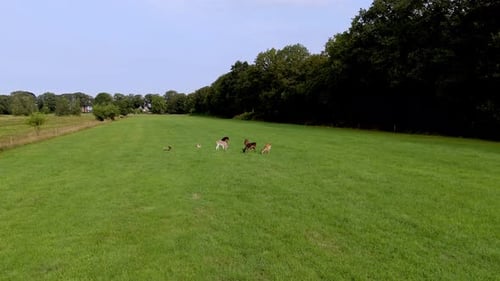 Group of Fallow Deer Grazing in Meadow