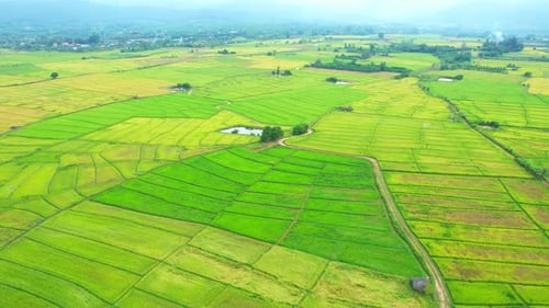Aerial view over the beautiful green and yellow rice fields