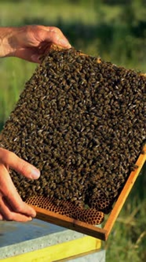 Hand of beekeeper is working with bees and beehives on the apiary.