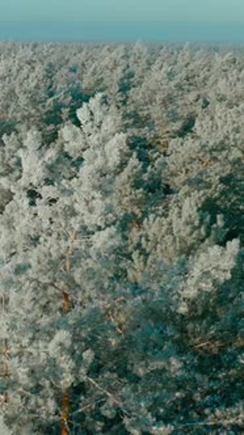 Beautiful Snowy White Forest In