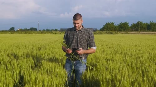 Young farmer walking in a green wheat field holding tablet in hand and examining crop.
