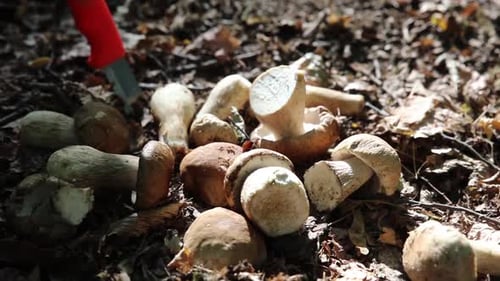 raw forest mushrooms on the lawn