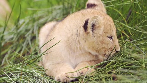 Löwenbabys erkunden die wilden Serengeti-Ebenen in Tansania