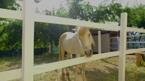 Kameraaufnahme eines weißen Pferdes im Stall im Sonnenlicht