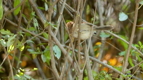 Small Brown Bird Feathers in Bush