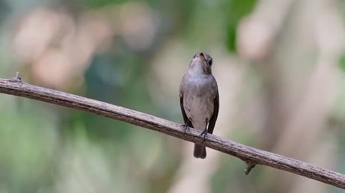 The Asian Brown Flycatcher is a small passerine bird breeding in Japan, Himalayas, and Siberia; migr