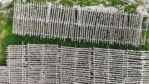 Cod Stockfish Drying On Racks, Lofoten Norway