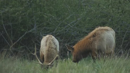 Elk in a field eating grass, including a large buck, with a green background of foliage
