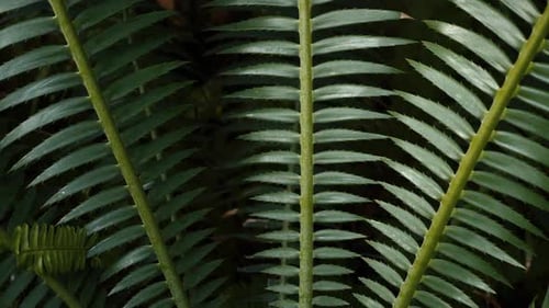 Close-Up of Green Fern Fronds in Tropical Setting
