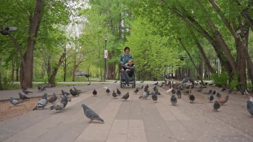Pigeons Delight Wheelchair Caregiver Guides Across Park Cheerful Moment Of Inclusion As Pigeons
