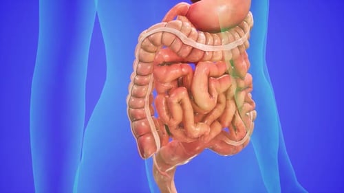 Anatomical Illustration of the Human Digestive System