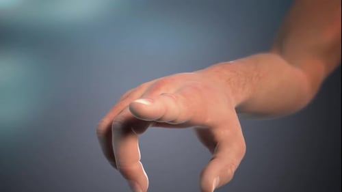 Human Finger Anatomy: Internal Structure Visualization