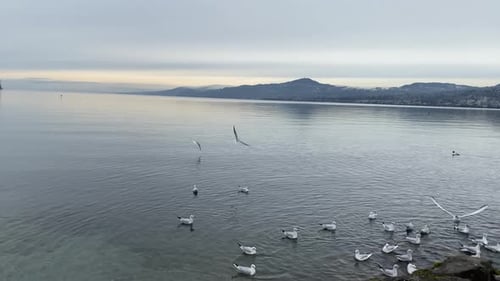 Many seagulls land on the lake surface in Montreux