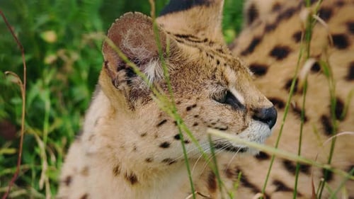 Gros plan d'un serval posé dans les hautes herbes, la tête tournée sur le côté, montrant une fourrure tachetée et pointue