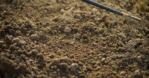 Raking Of Soil Preparing For Growing Vegetables Organic Food Cultivation