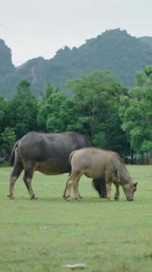 Bétail paissant dans une grande plaine au Vietnam près de la forêt et des montagnes dans un quartier calme