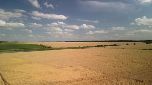 Wheat field aerial view in Ukraine