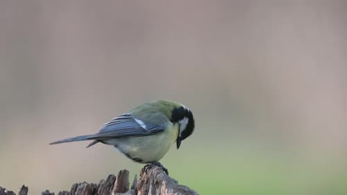 Great tit Parus major in the nature habitat