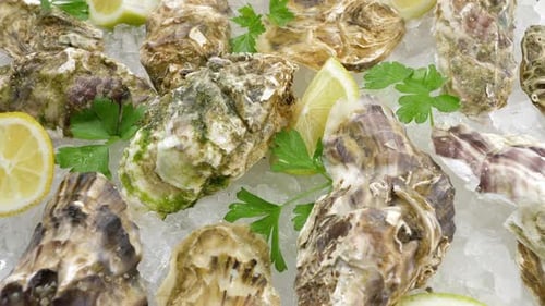 Fresh Oysters on Ice with Lemon and Parsley