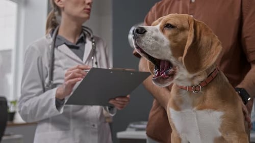 Beagle Dog Sitting on Examination Table during Veterinary Checkup in Clinic