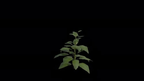 Foxglove Plant blowing in the wind. Wind blows Flowering Plant. Alpha Channel. Loop Animation