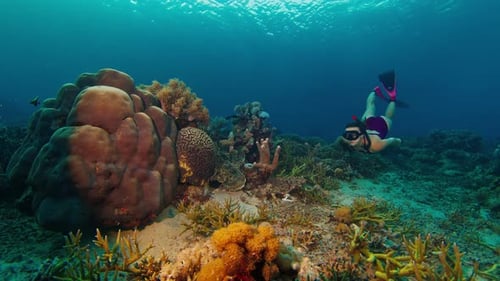 Woman Freediver in Pink Suit Swims Underwater Near Coral Reef and Explores the Underwater World of