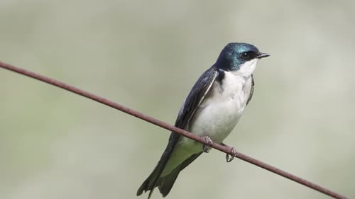 Hirondelle arborescente perchée sur un fil rouillé en regardant autour d'elle