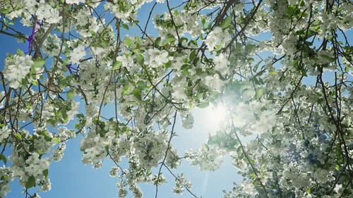 Branch with Blooming Flowers White Flowering Blossoms on Apple Tree Branches