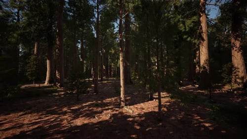 Scale of the Giant Sequoias of Sequoia National Park