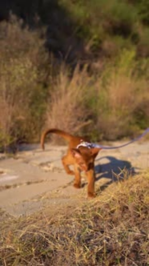 Closeup Portrait of Brown Cute Domestic Abyssinian Cat on Green Grass in a Park