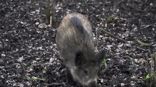 Wild Boar Foraging for Food in the Forest