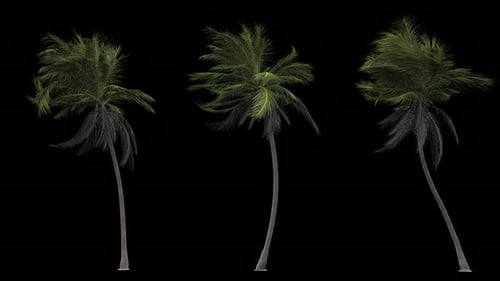 Realistic Palm Trees Swaying in Wind with Alpha Channel