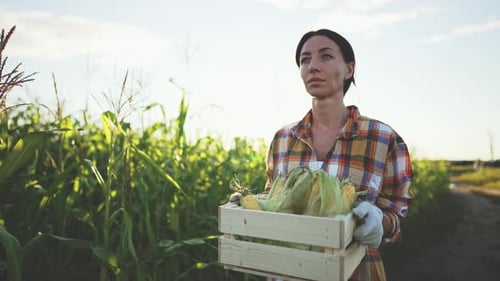 Caucasian Young Beautiful Woman Farmer Walks Through Field and Carries in Hands Box with Harvested