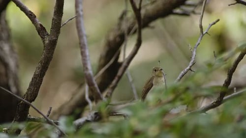 Female Narcissus Flycatcher Regurgitating Seeds