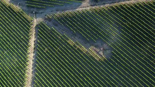 top down aerial of vineyard in italian countryside