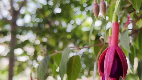 Fuchsia Rufus Blume in der Natur 7